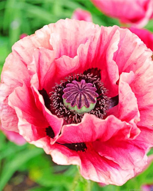 Close Up Pink Poppy Painting By Numberss.png