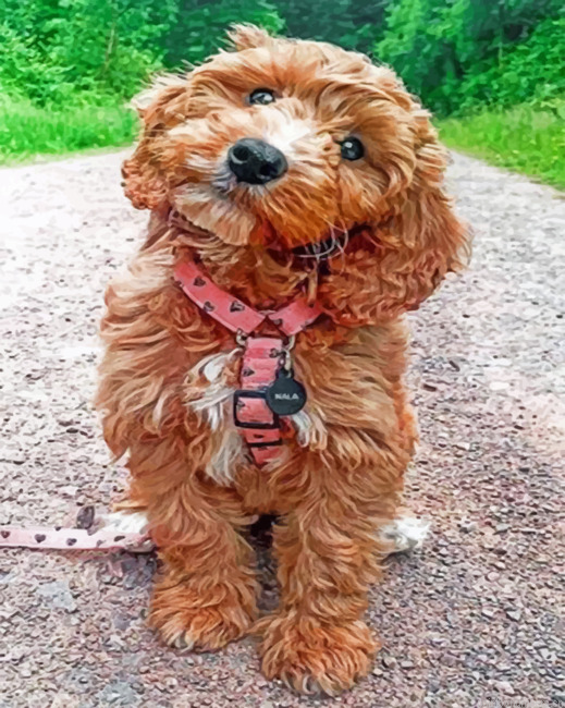 Cockapoo Painting By Numberss.png