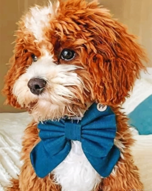 Cockapoo Pet Animal Painting By Numberss.png