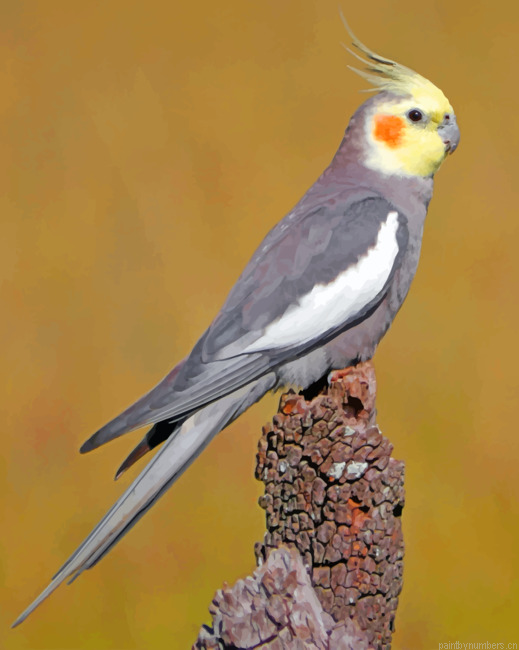 Cockatiel Bird Painting By Numbers.png