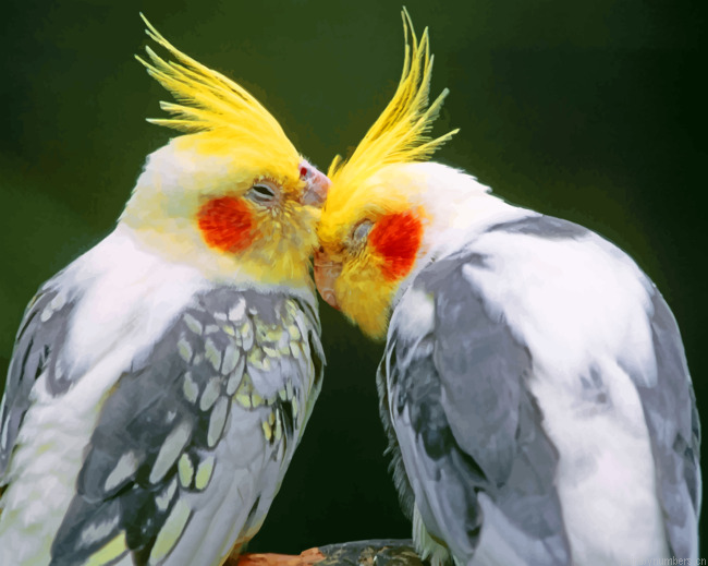 Cockatiel Birds Painting By Numbers.png