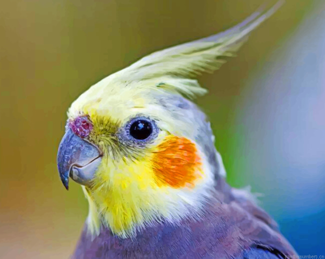 Cockatiel Painting By Numbers.png