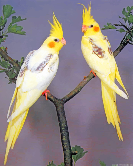Cockatiel Yellow Birds Painting By Numbers.png