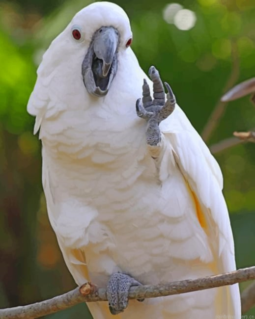Cockatoo Waving Painting By Numberss.png