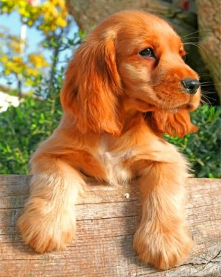Cocker Spaniel Painting By Numbers.png