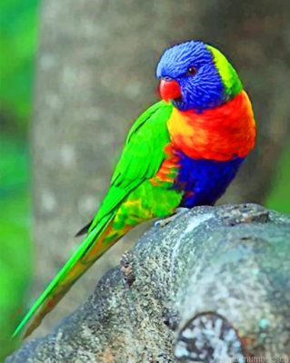 Coconut Lorikeet Painting By Numbers.png