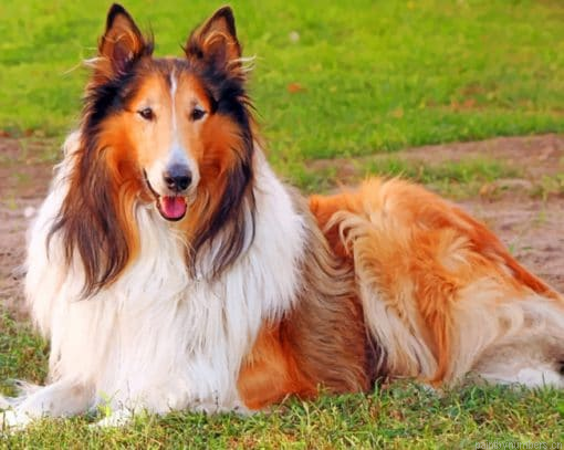 Collie Dog Painting By Numbers.png