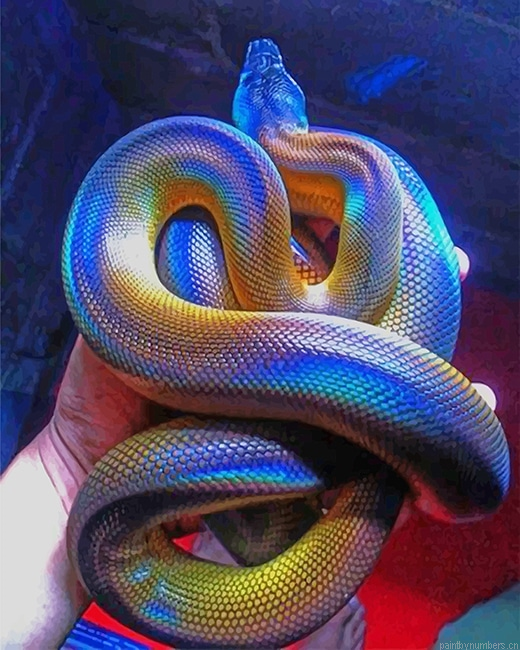 Colorful Albertis Python Reptiles Painting By Numbers.png
