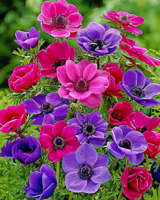 Colorful Anemone Painting By Numbers.png