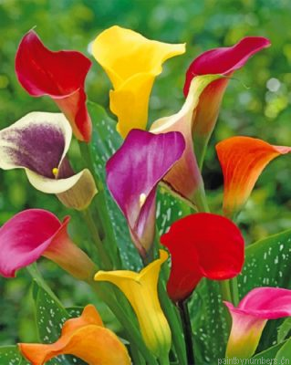 Colorful Arum Lilies Painting By Numberss.png
