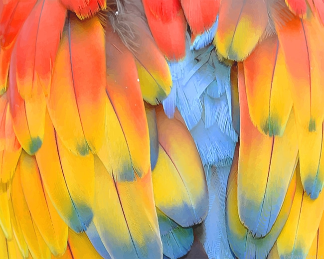 Colorful Bird Feathers Painting By Numberss.png