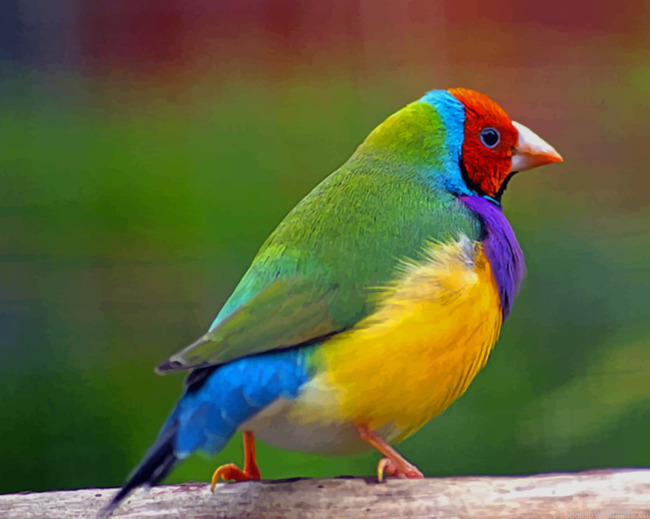 Colorful Bird Gouldian Finch Painting By Numberss.png