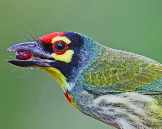 Colorful Bird Holding Berry In Beak Painting By Numberss.png