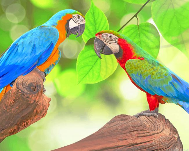 Colorful Birds Macaw Painting By Numberss.png
