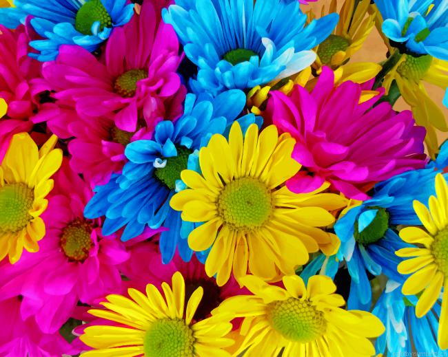 Colorful Blossom Flowers Painting By Numberss.png