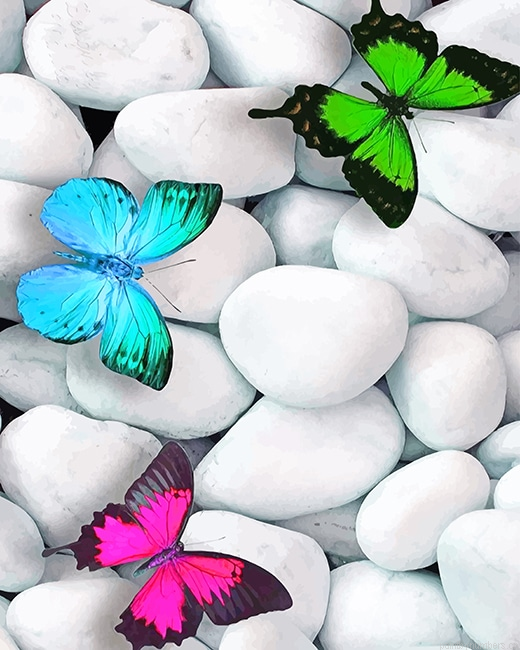 Colorful Butterflies Insects Painting By Numberss.png