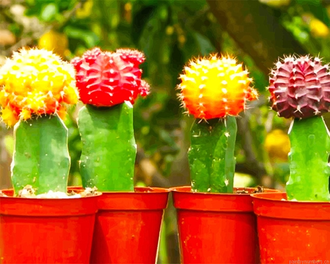 Colorful Cactus Plants Painting By Numberss.png