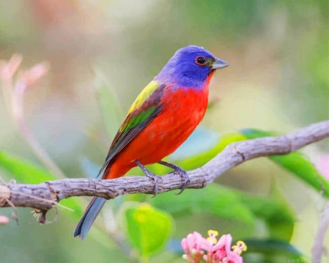 Colorful Cardinal Bird Painting By Numberss.png