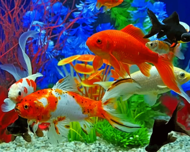 Colorful Fishes In Aquarium Painting By Numberss.png