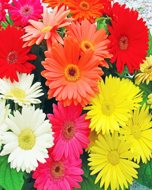 Colorful Gerbera Daisies Painting By Numberss.png