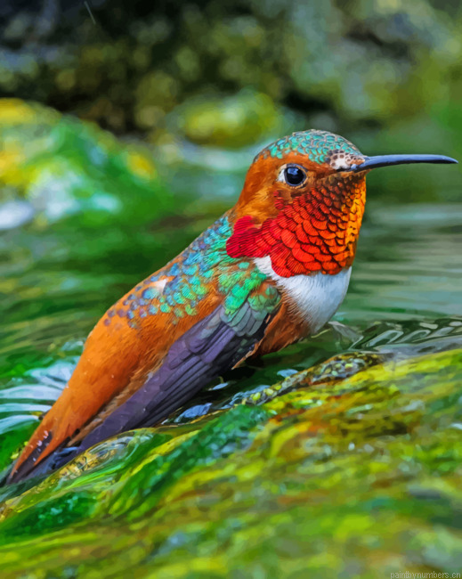 Colorful Hummingbird Birds Painting By Numberss.png