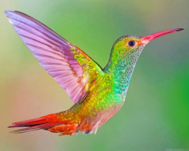 Colorful Hummingbird Painting By Numberss.png