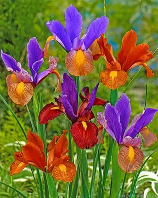 Colorful Irises Painting By Numbers.png