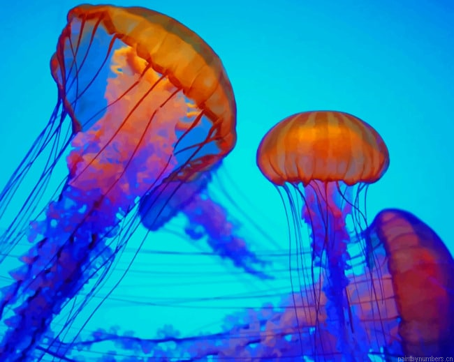 Colorful Jellyfish Painting By Numberss.png