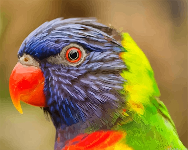 Colorful Lorikeet Birds Painting By Numberss.png