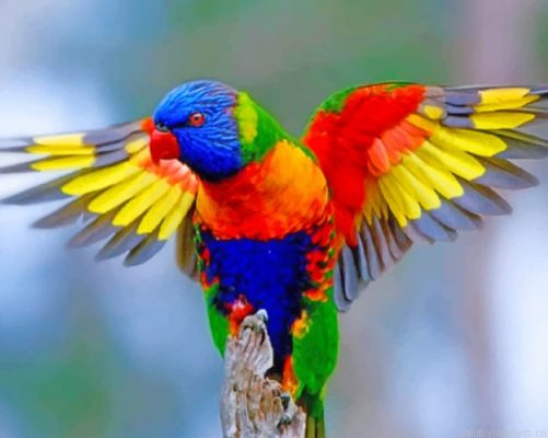 Colorful Lorikeet Painting By Numbers.png
