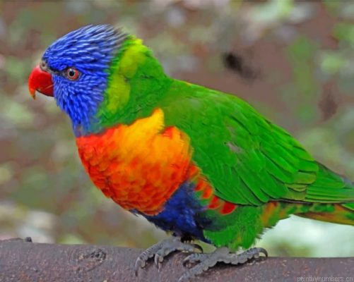 Colorful Lorikeet Parrot Painting By Numbers.png