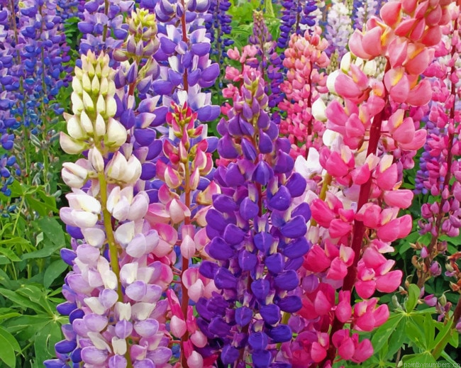 Colorful Lupine Flowers Painting By Numberss.png