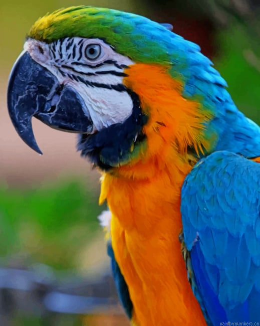 Colorful Macaw Parrot Birds Painting By Numberss.png