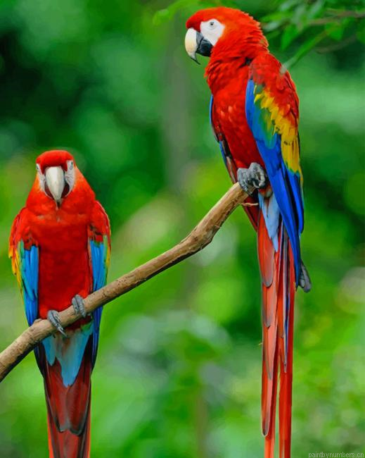 Colorful Macaw Parrots Birds Painting By Numberss.png