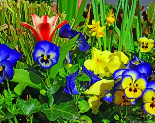 Colorful Pansies Flowers Painting By Numbers.png