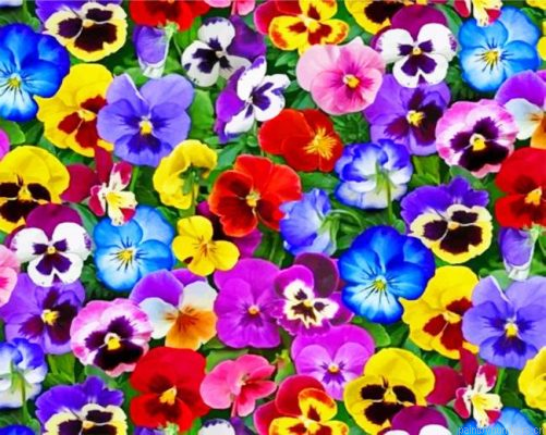 Colorful Pansy Flowers Painting By Numbers.png