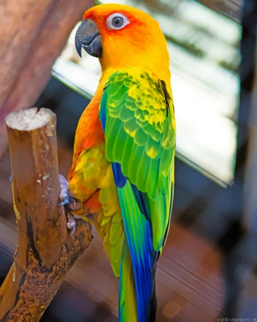 Colorful Parrot Bird Painting By Numberss.png