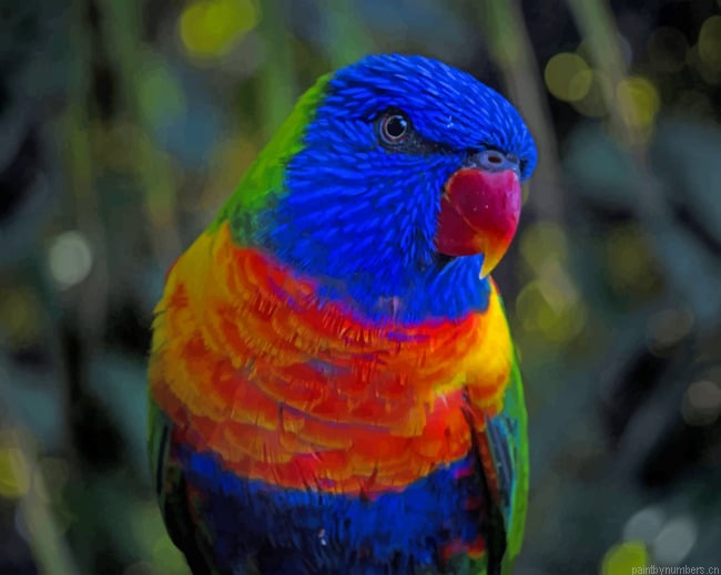 Colorful Parrot Birds Painting By Numberss.png