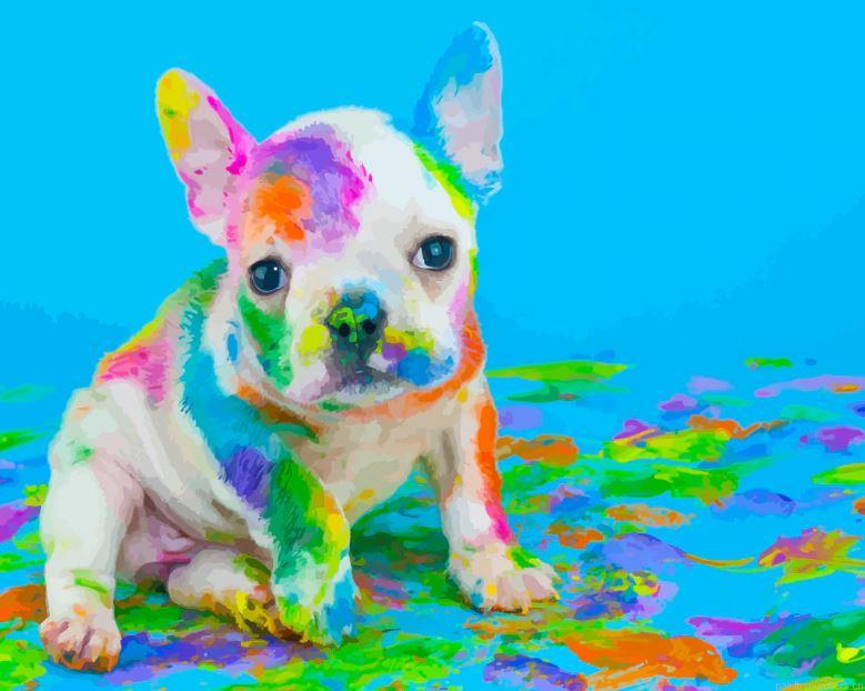 Colorful Puppy Dog Animals Painting By Numbers.png