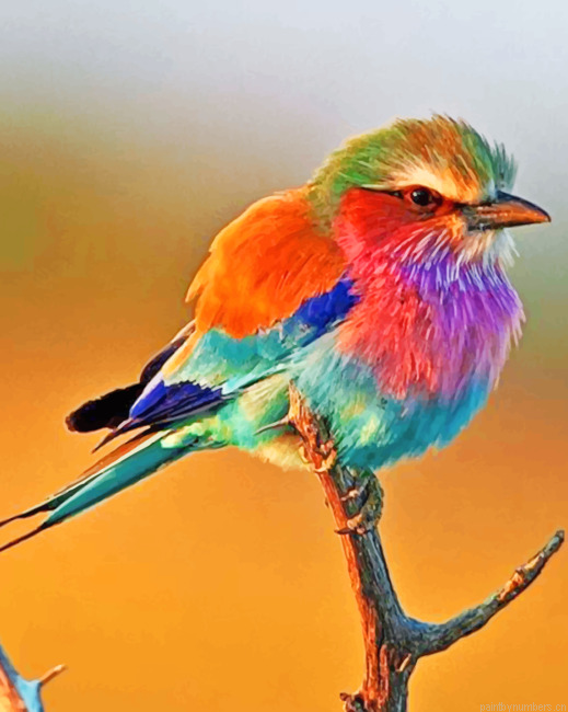 Colorful Robin Bird Painting By Numbers.png