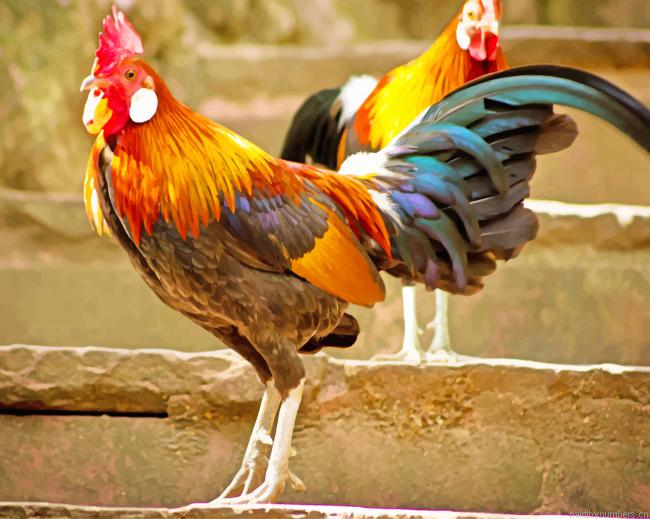 Colorful Rooster Birds Painting By Numberss.png