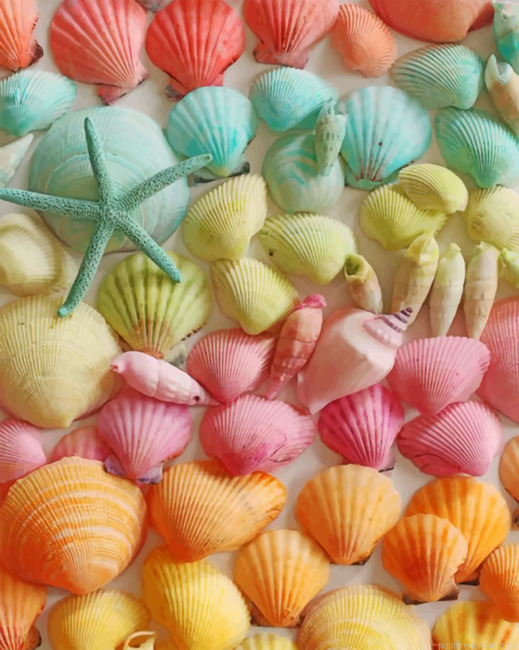 Colorful Seashell New Painting By Numberss.png