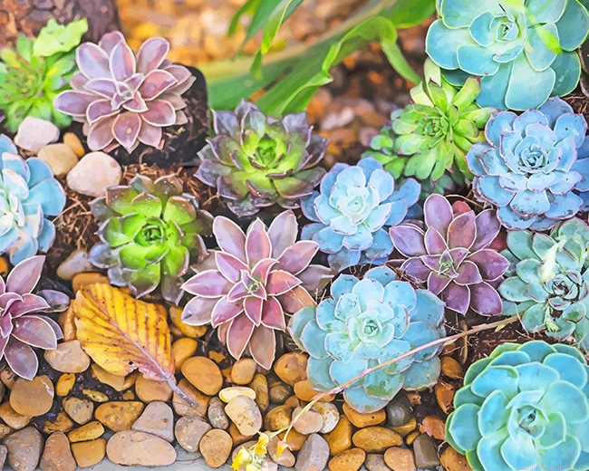 Colorful Succulents Plants Painting By Numberss.png