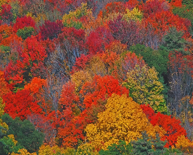 Colorful Trees Painting By Numberss.png