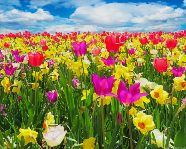 Colorful Tulips Field Plants Painting By Numberss.png