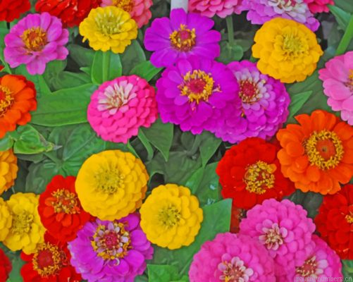 Colorful Zinnias Painting By Numbers.png