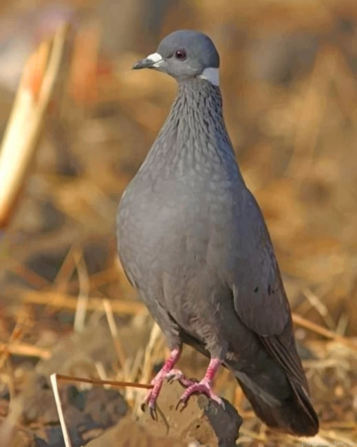 Columbidae Bird Painting By Numberss.png