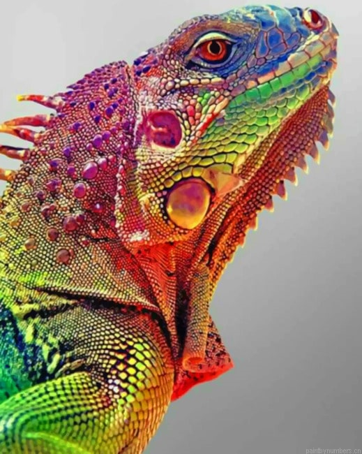 Common Agama Reptiles Painting By Numberss.png