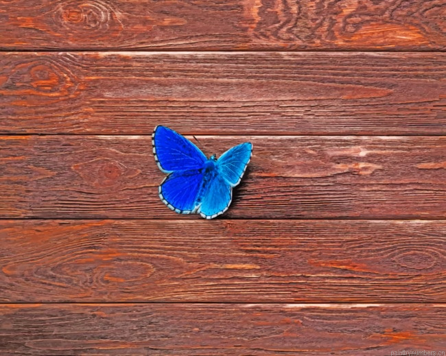 Common Blue Butterfly Insects Painting By Numberss.png