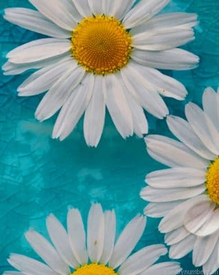 Common Daisy Painting By Numberss.png